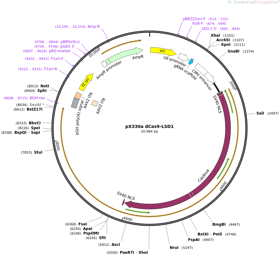pX330a dCas9-LSD1质粒图谱
